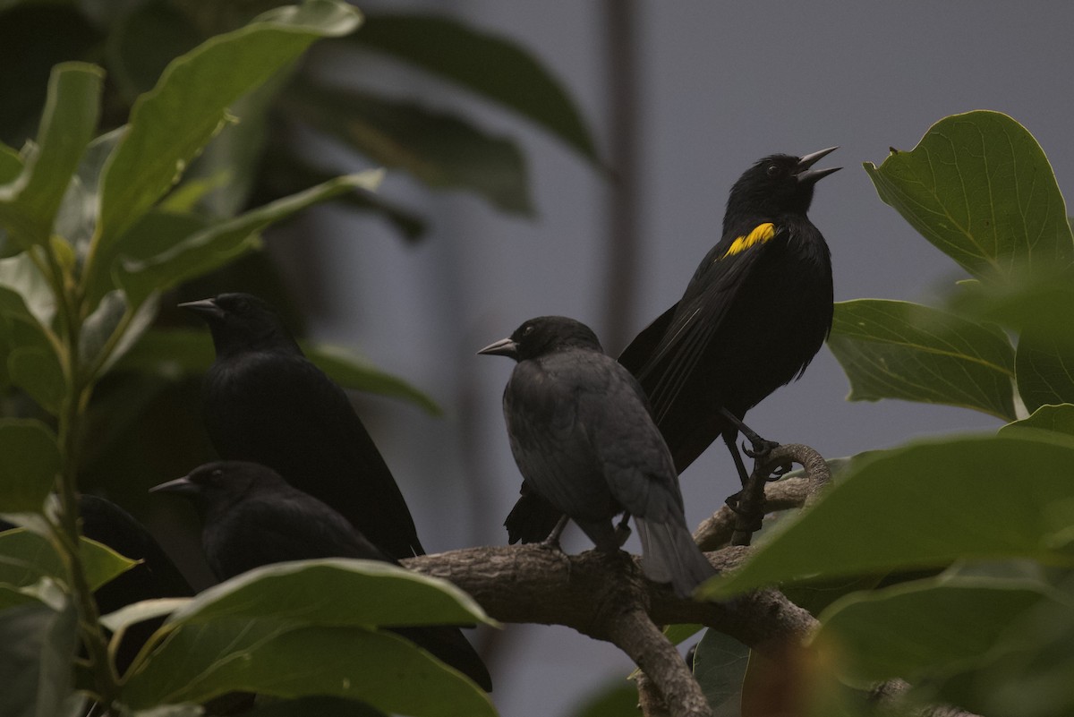 Yellow-shouldered Blackbird - ML645583187