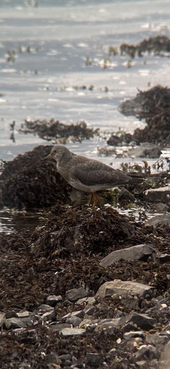 Surfbird - ML645583191