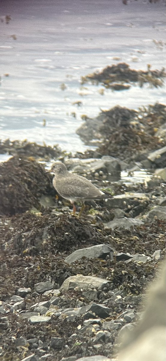 Surfbird - ML645583192