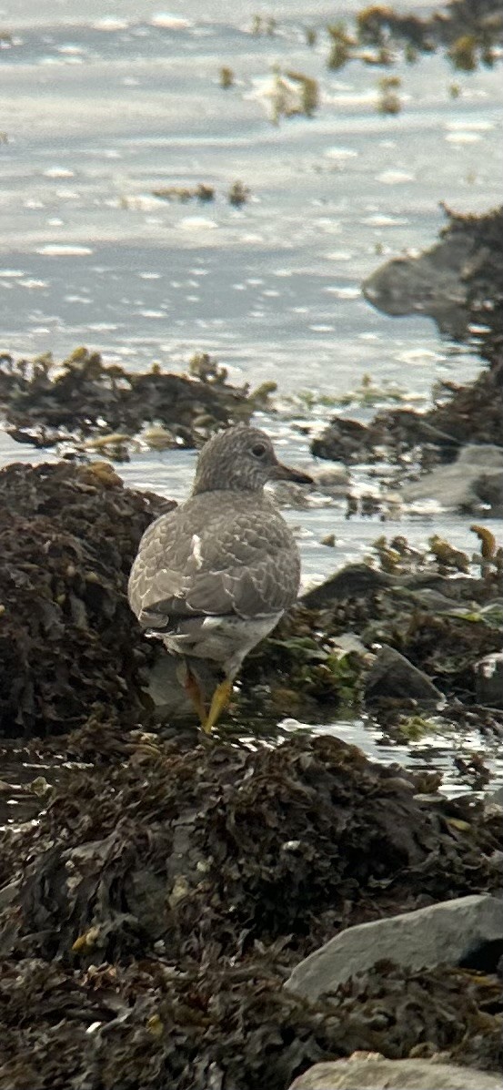 Surfbird - ML645583193