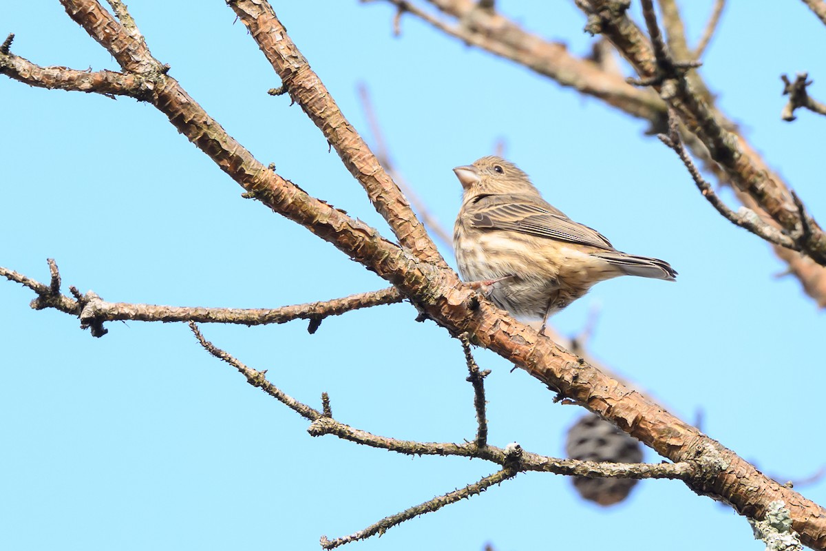 House Finch - ML645583198