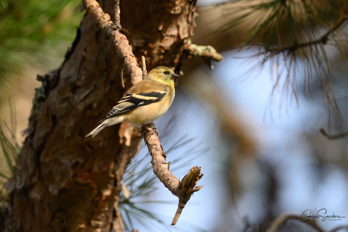 American Goldfinch - ML645583207