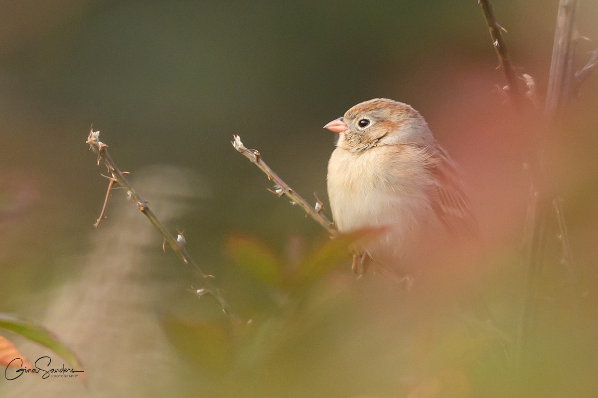 Field Sparrow - ML645583211