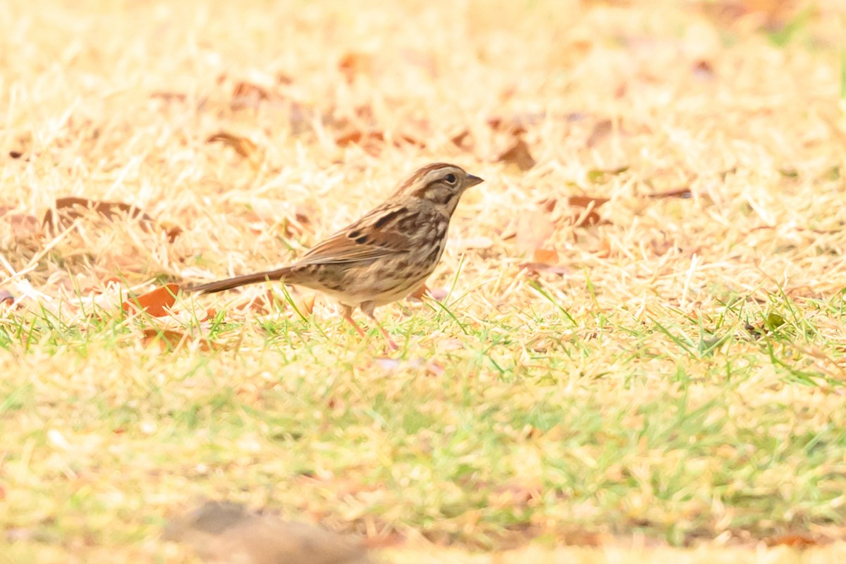 Song Sparrow - ML645583217
