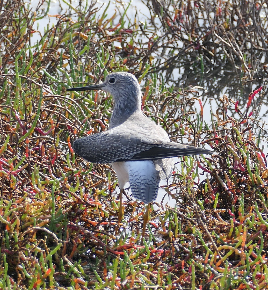 Пёстрый улит - ML645583219