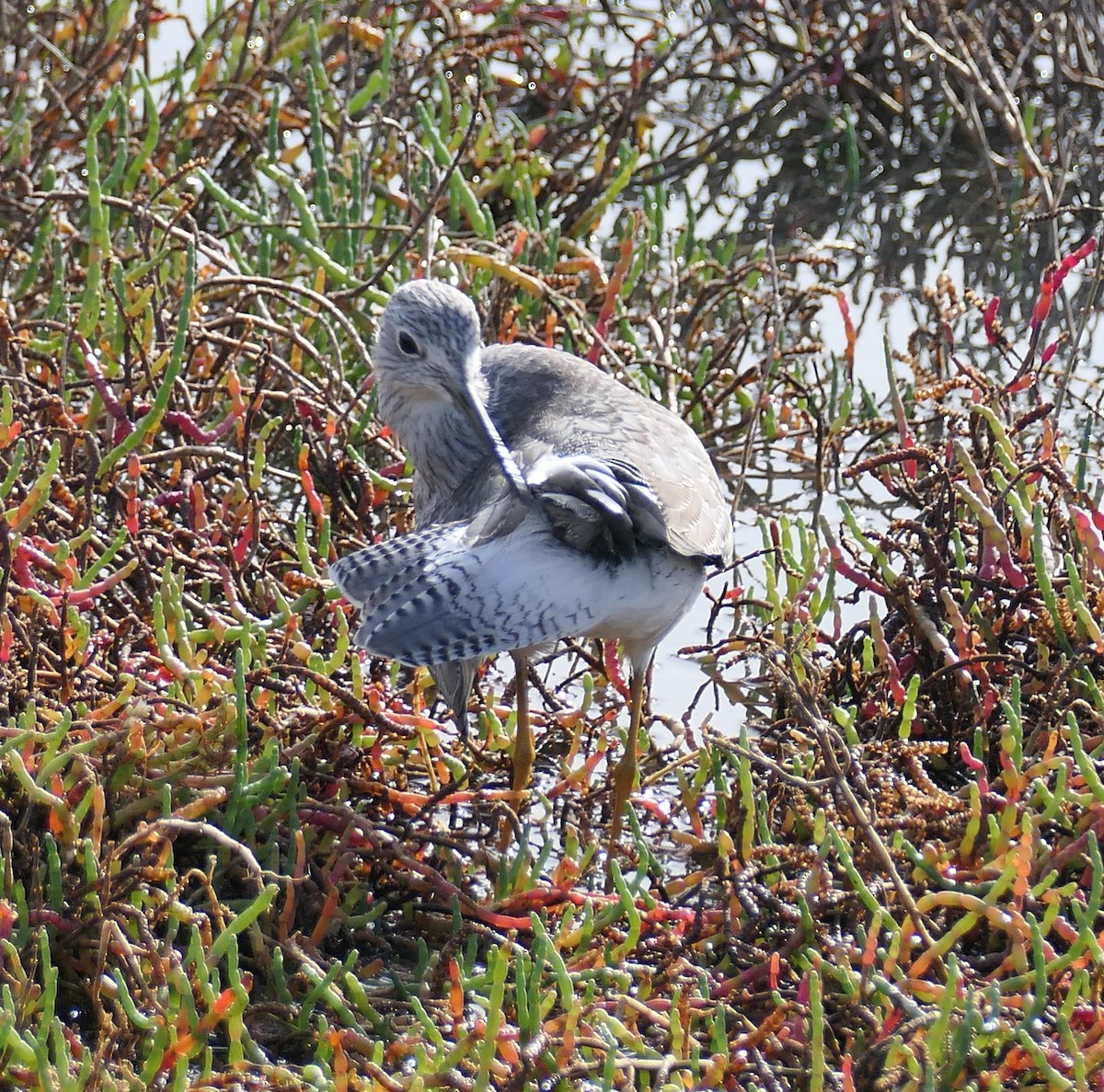 Пёстрый улит - ML645583220