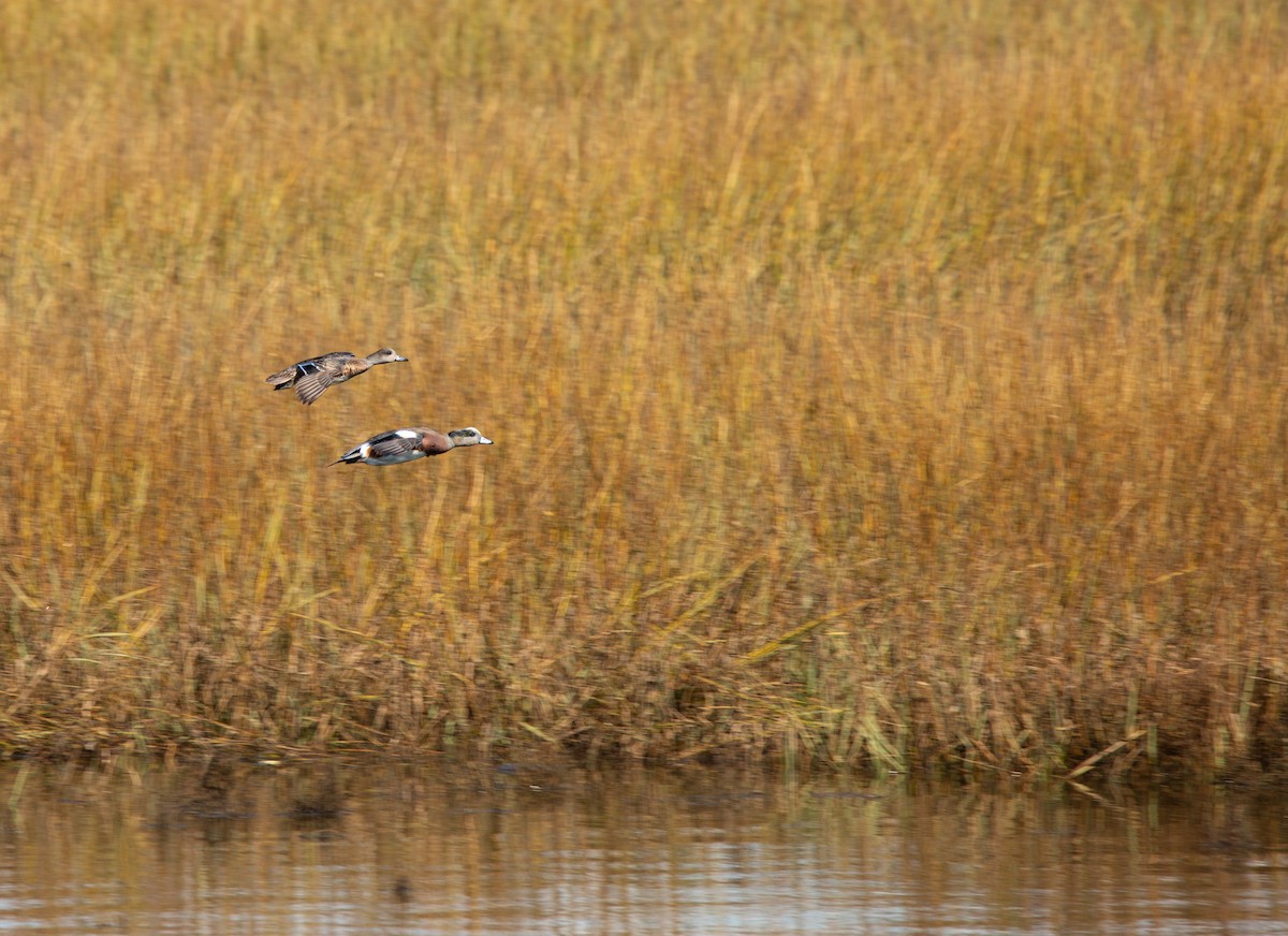 Американская свиязь - ML645583221