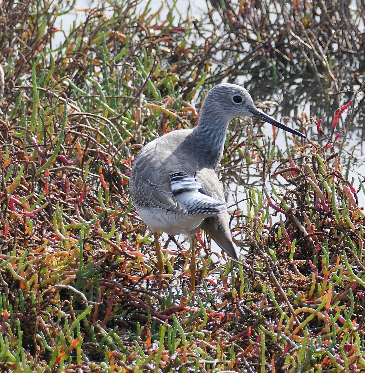 Пёстрый улит - ML645583222