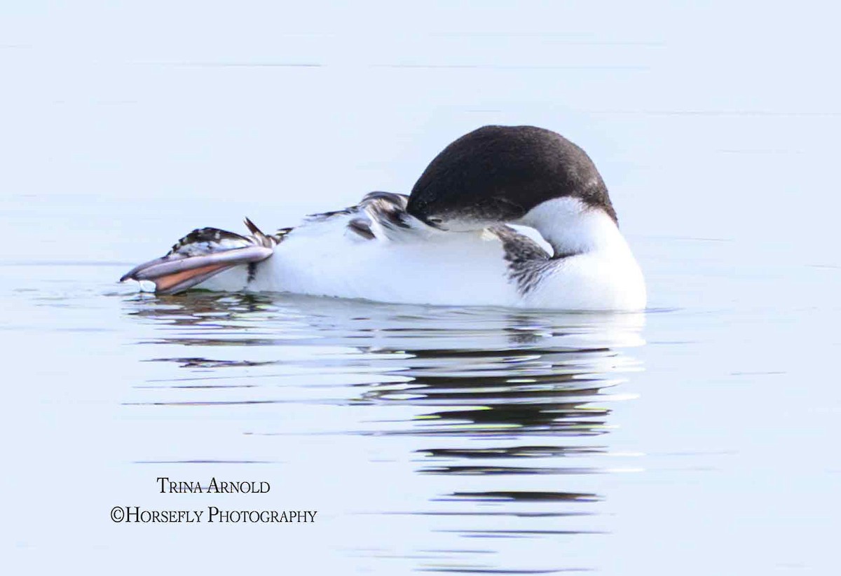 Черноклювая гагара - ML645583223