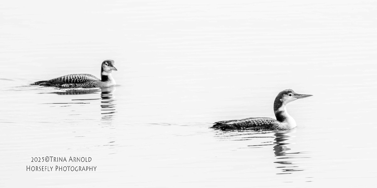 Черноклювая гагара - ML645583224