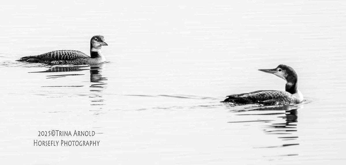 Черноклювая гагара - ML645583225