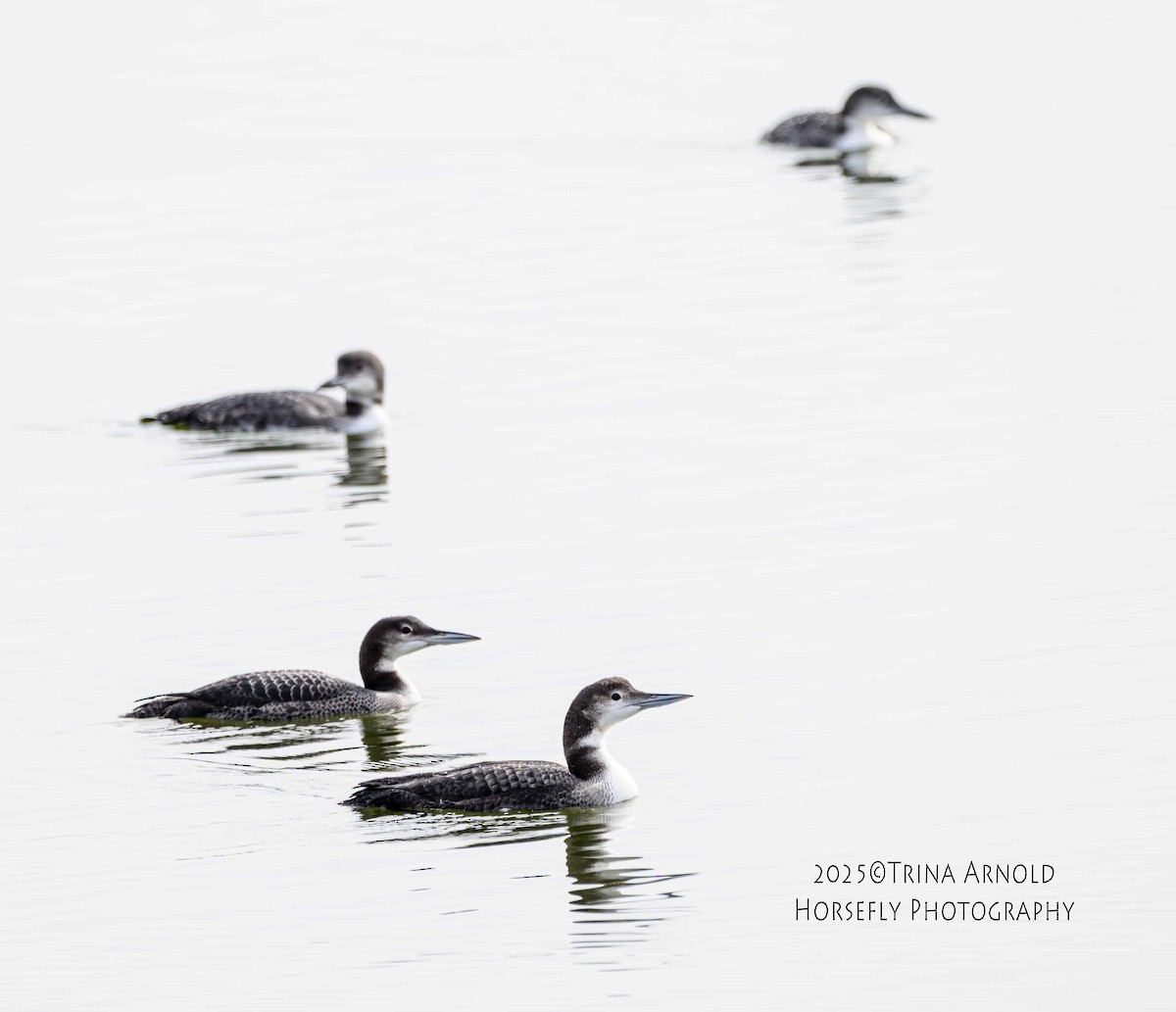 Черноклювая гагара - ML645583226