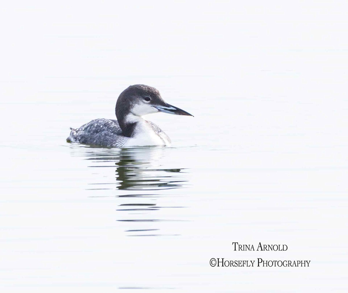 Черноклювая гагара - ML645583227