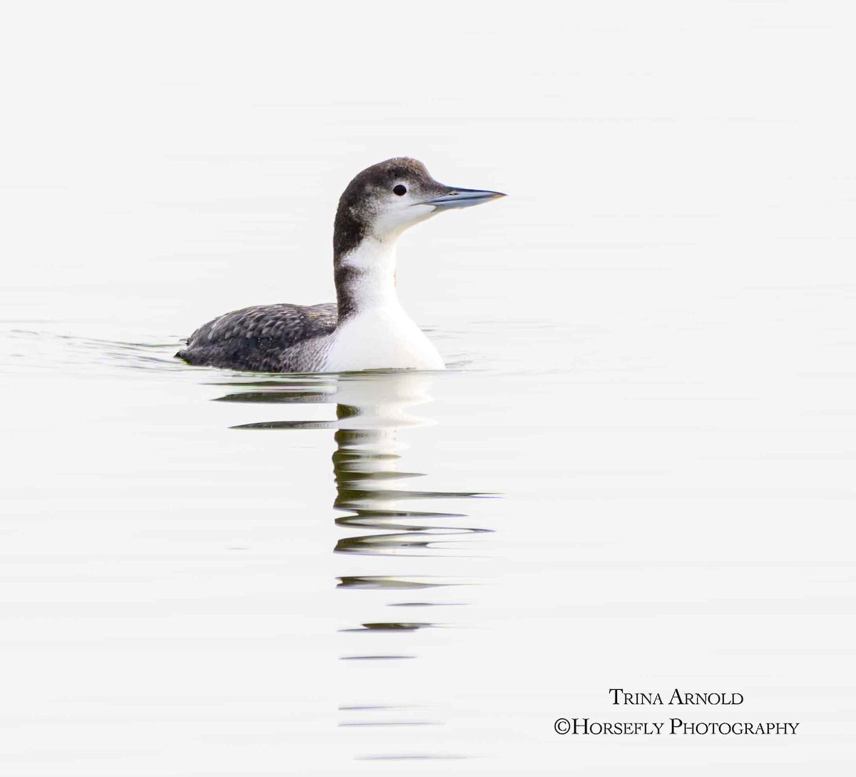 Черноклювая гагара - ML645583229