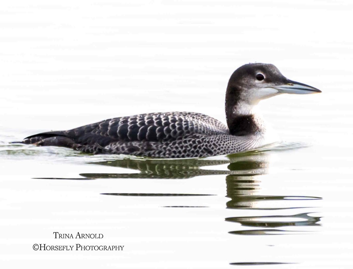 Черноклювая гагара - ML645583230