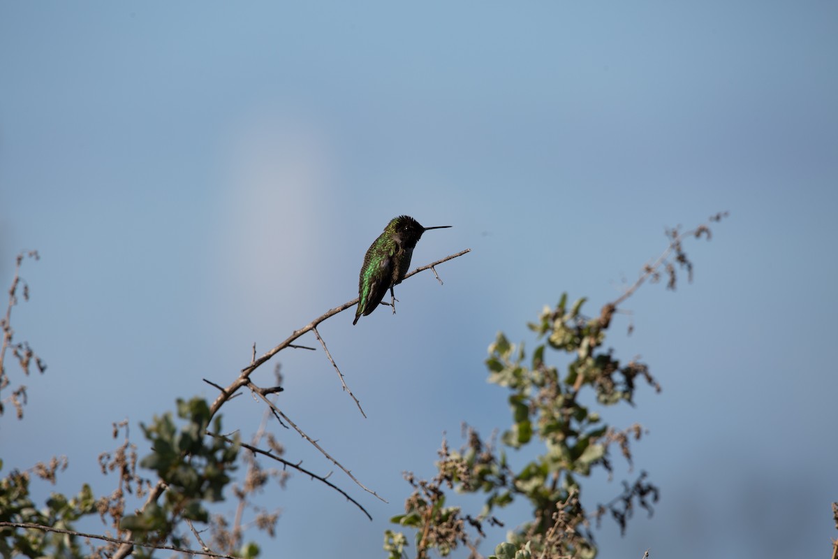 Рубиновый калипсо - ML645583231