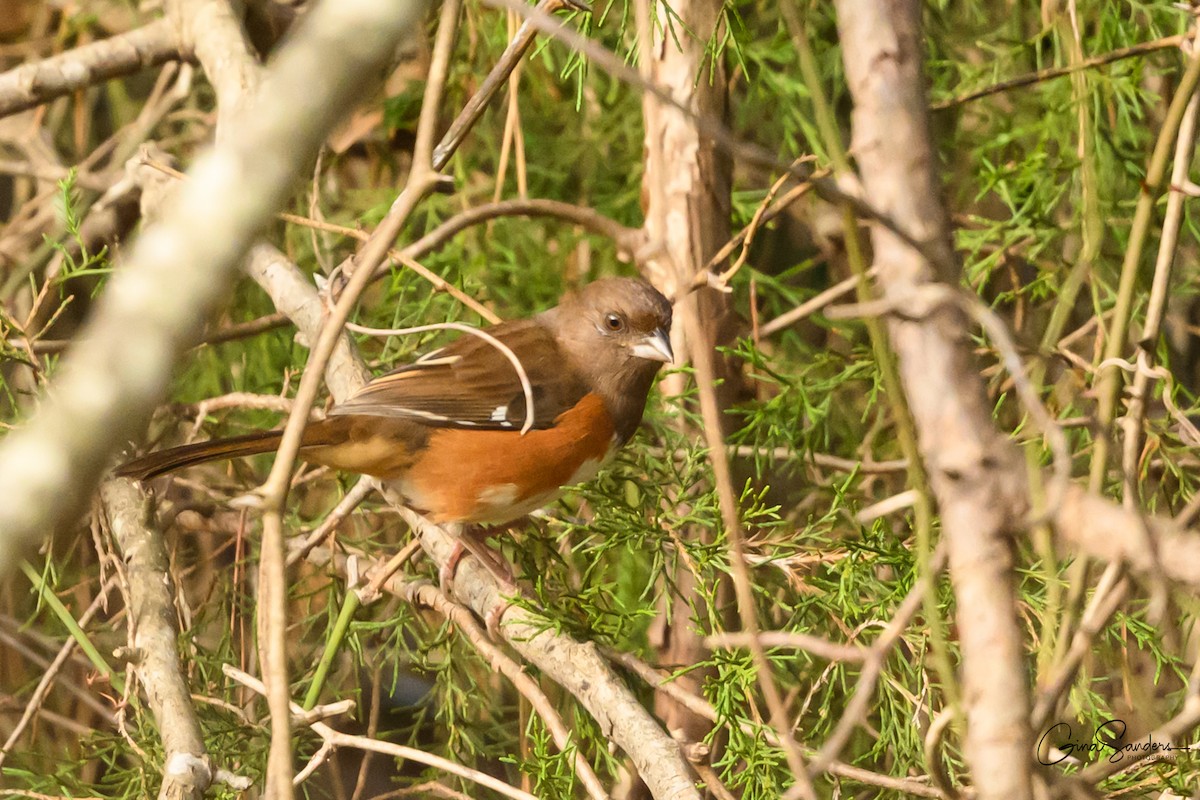 Красноглазый тохи - ML645583232