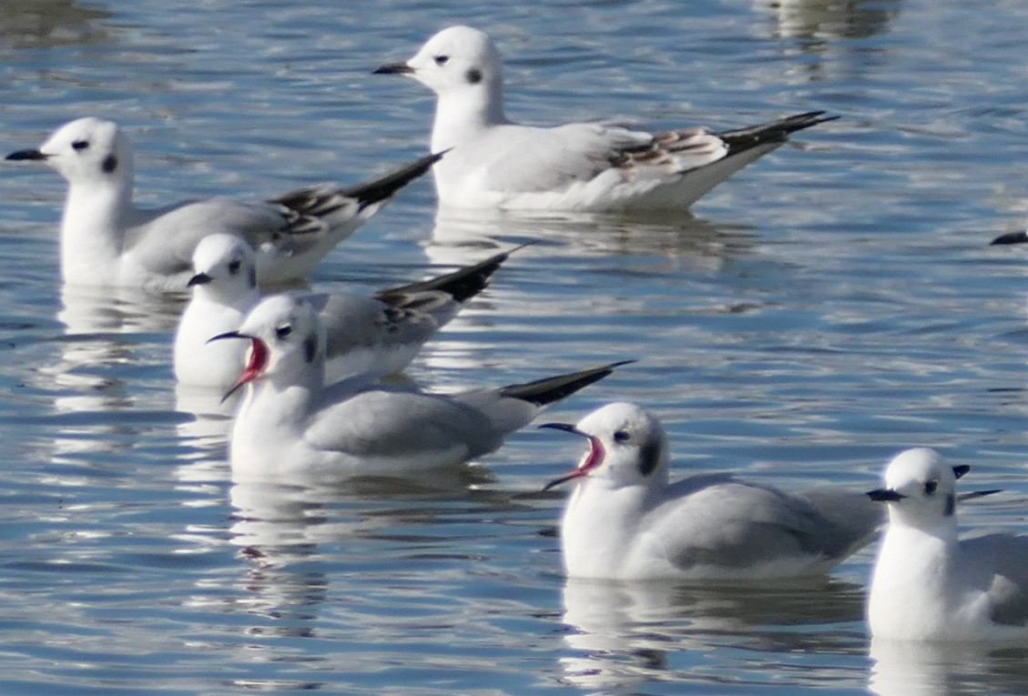 Бонапартова чайка - ML645583233