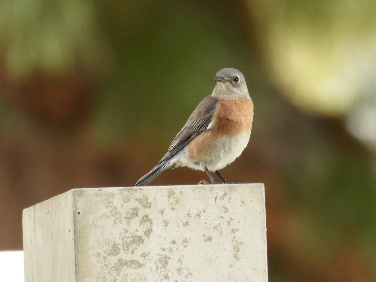 Западная сиалия - ML645583234