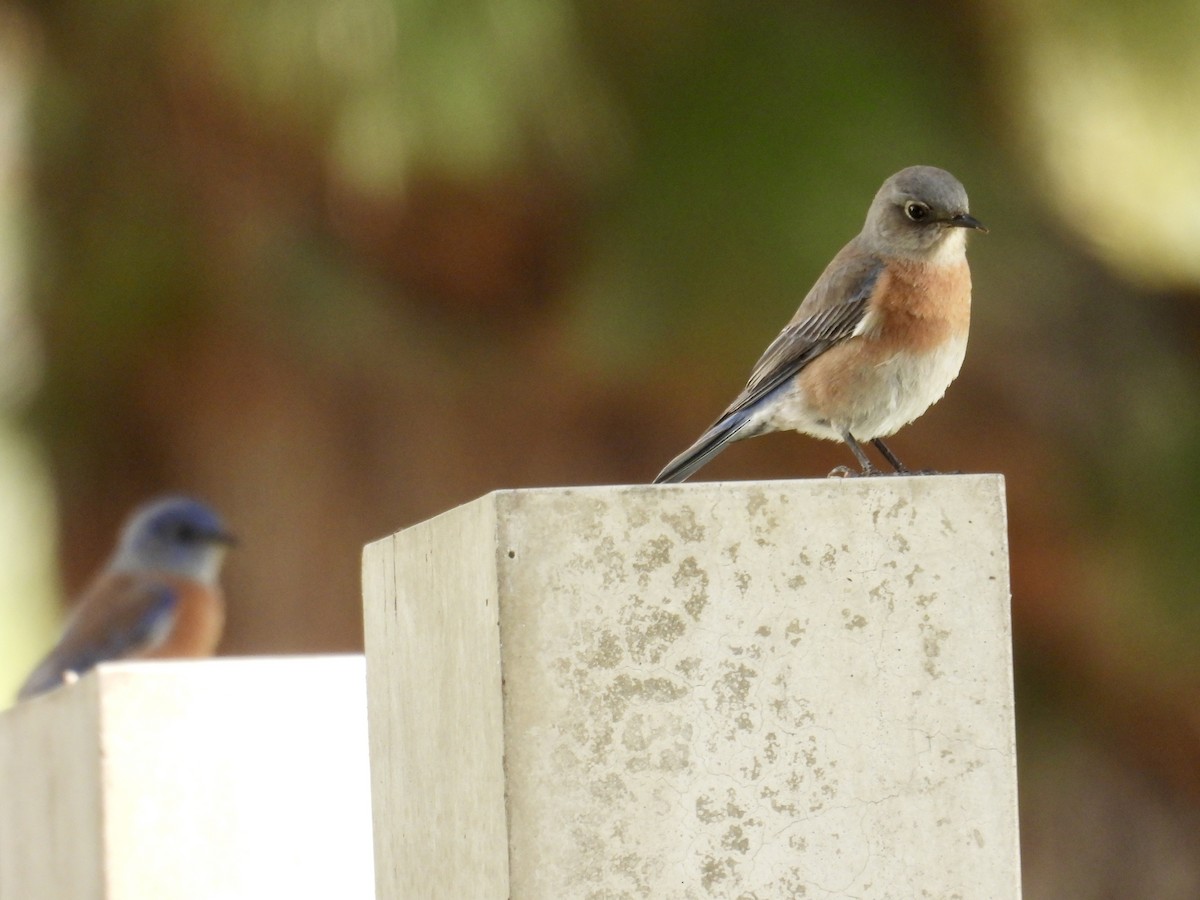 Западная сиалия - ML645583235