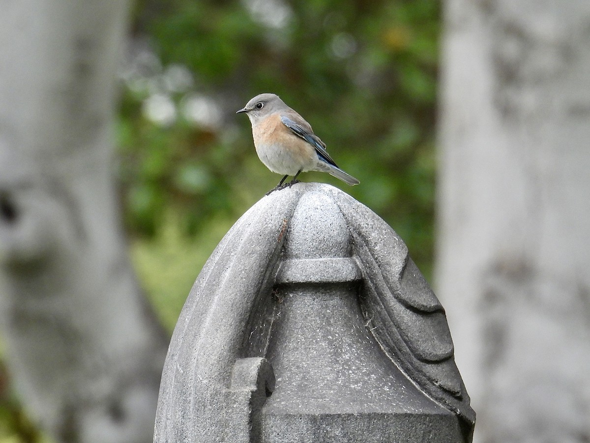 Западная сиалия - ML645583236