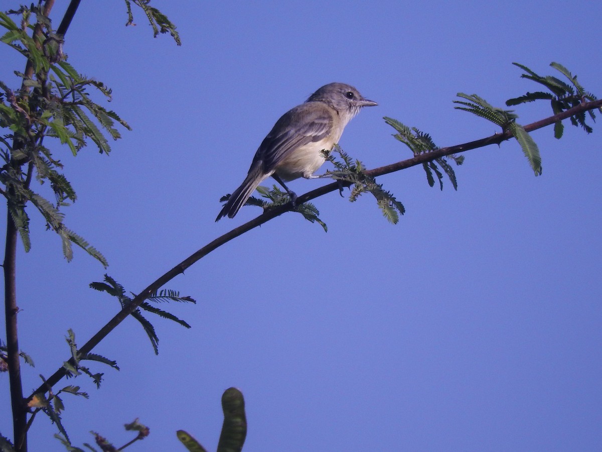 Пеночковый виреон - ML645583237