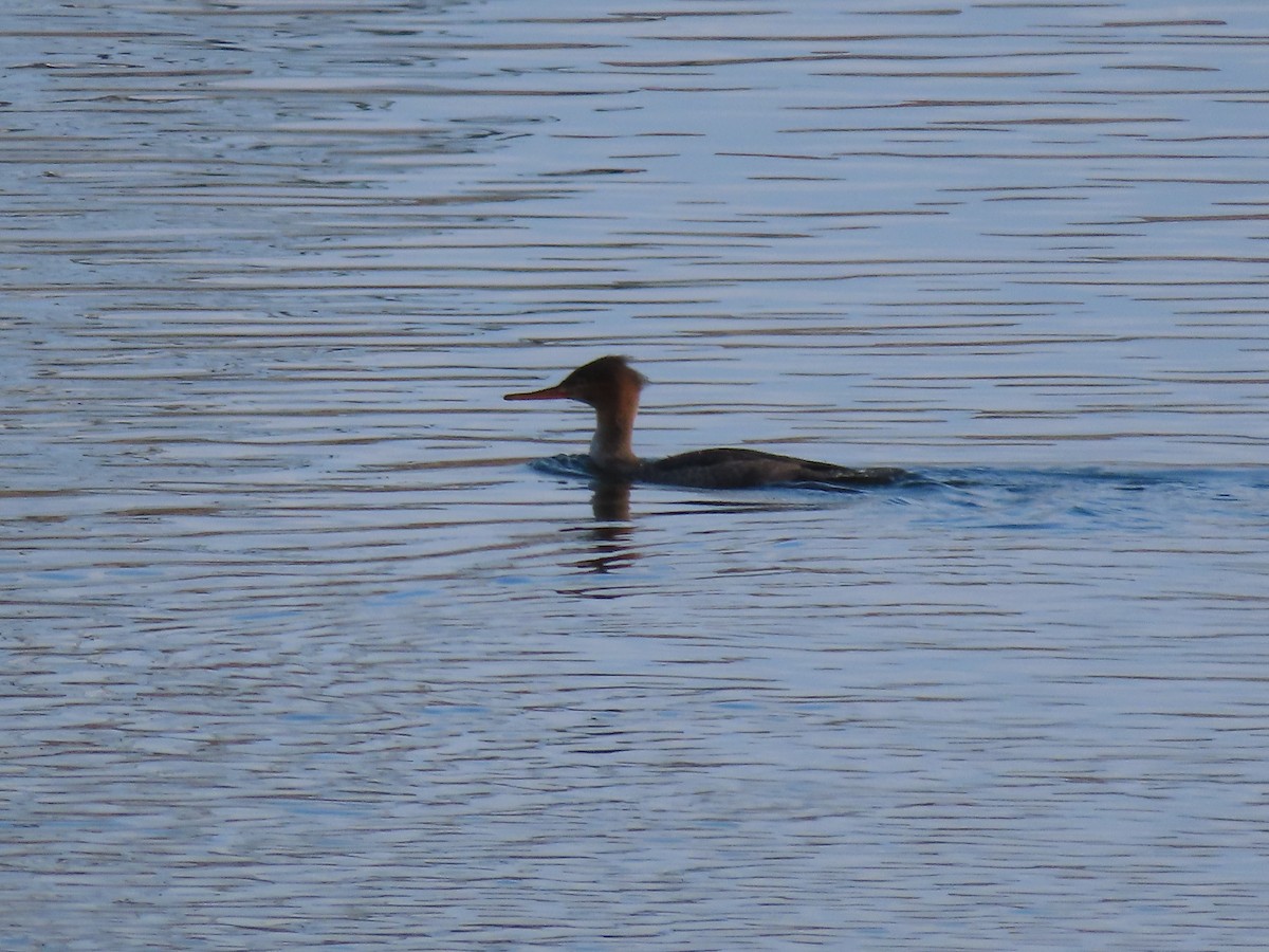 Red-breasted Merganser - ML645583238