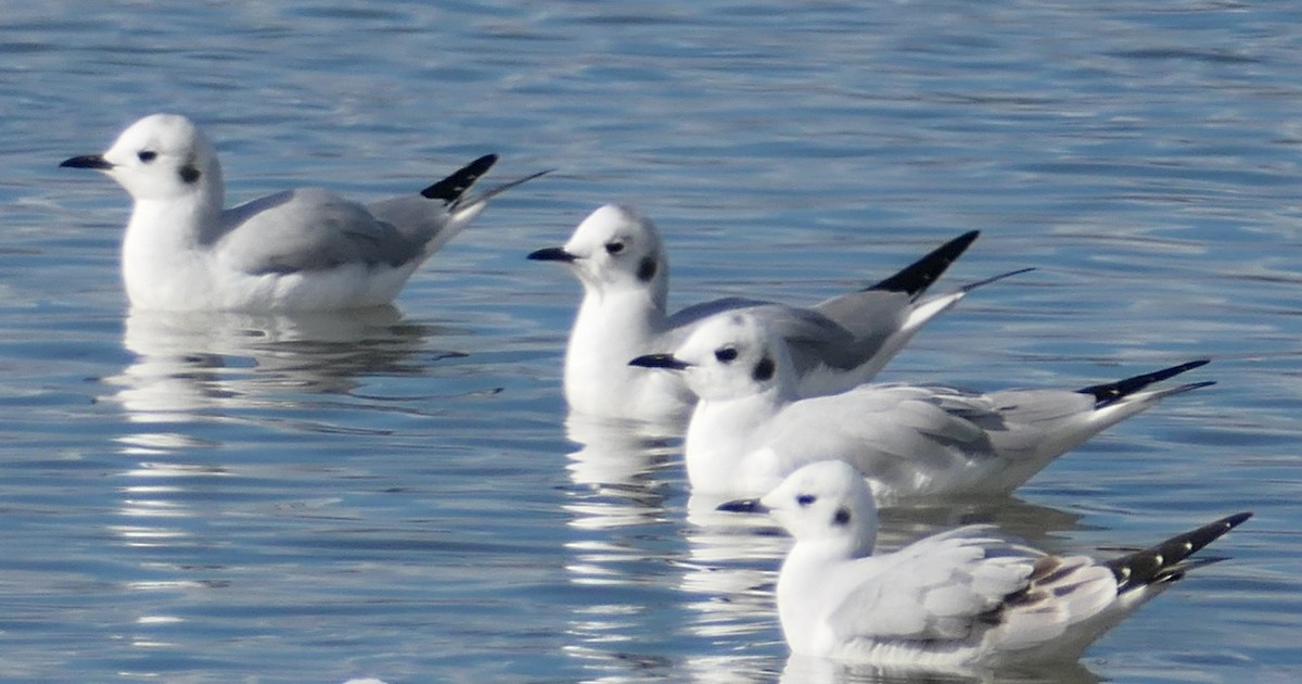 Бонапартова чайка - ML645583239