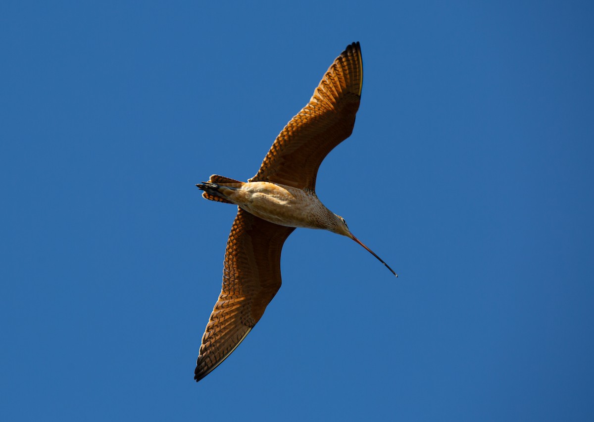 Американский кроншнеп - ML645583240