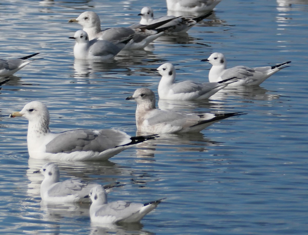 Бонапартова чайка - ML645583241