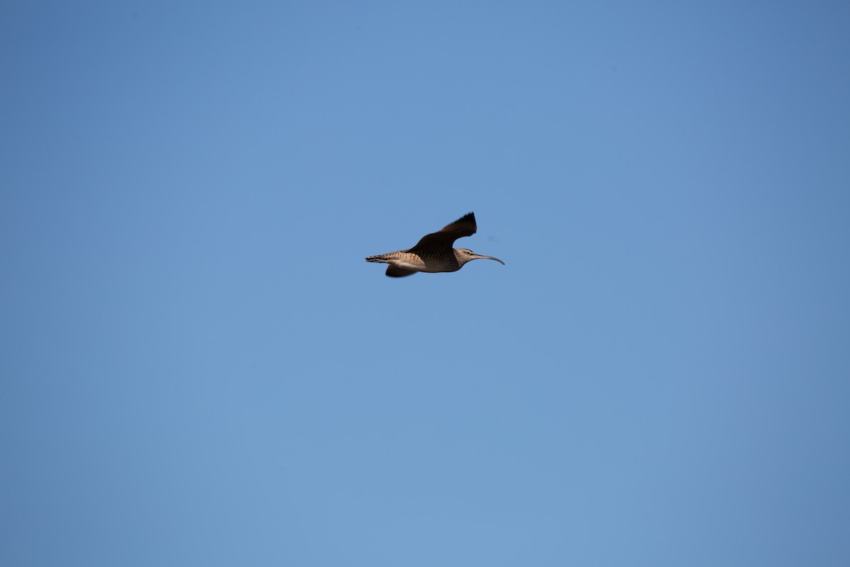 Hudsonian Whimbrel - ML645583244