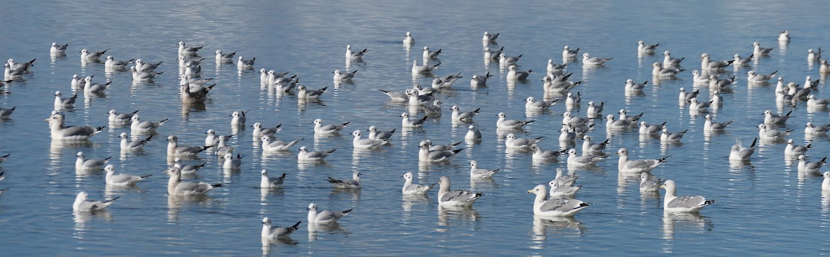 Бонапартова чайка - ML645583245