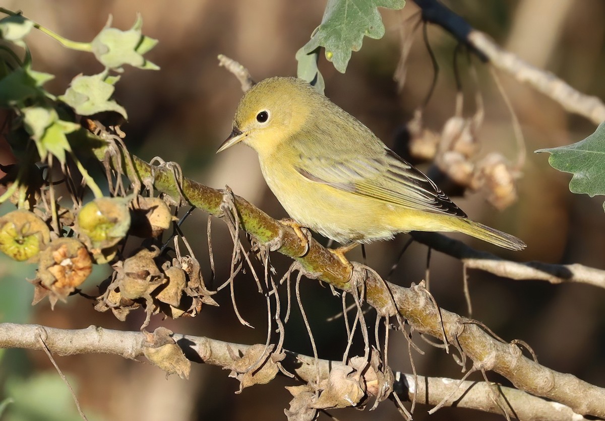 Northern Yellow Warbler - ML645583246