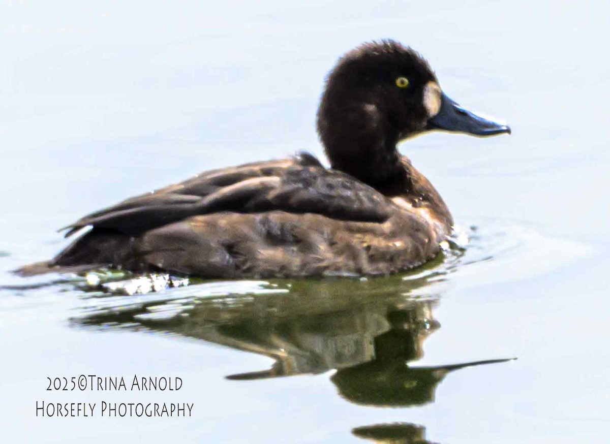 Морская чернеть - ML645583247
