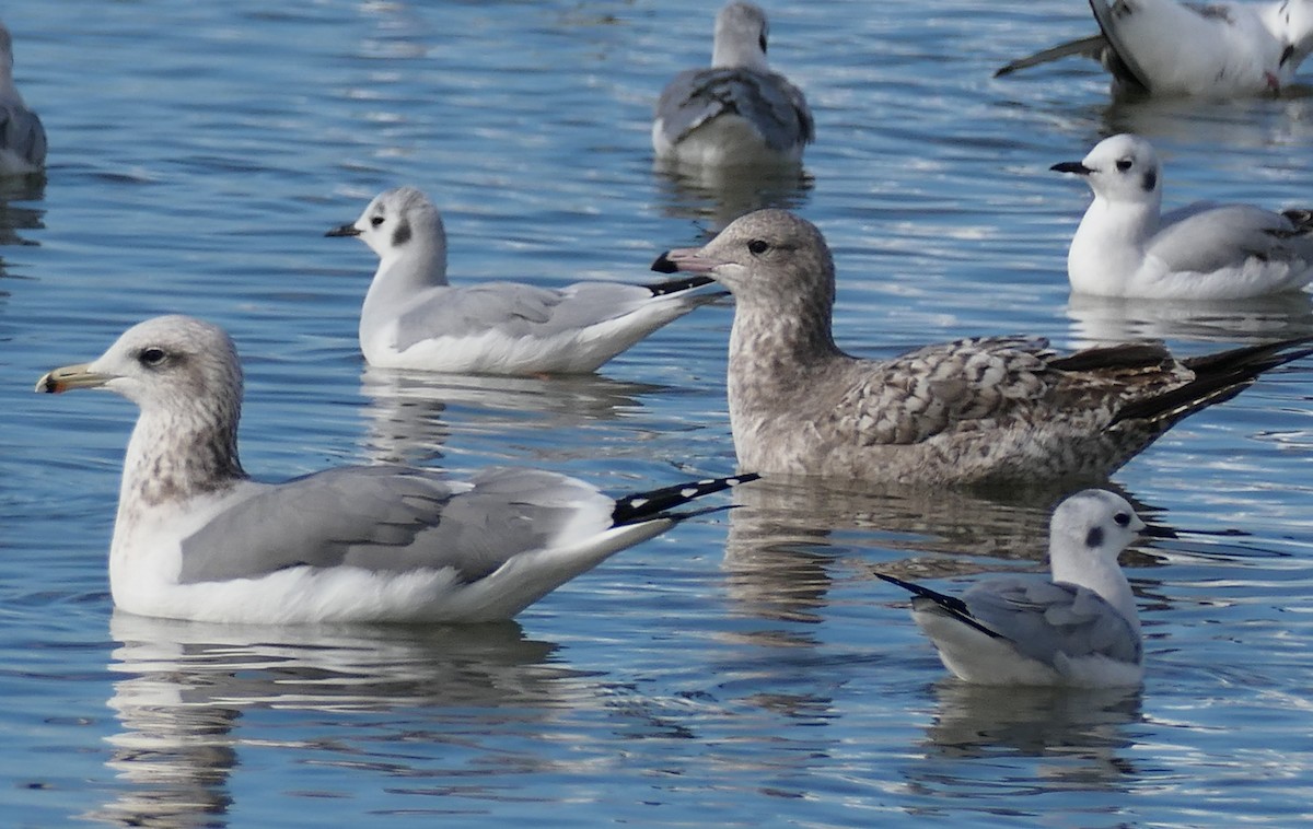 Калифорнийская чайка - ML645583249