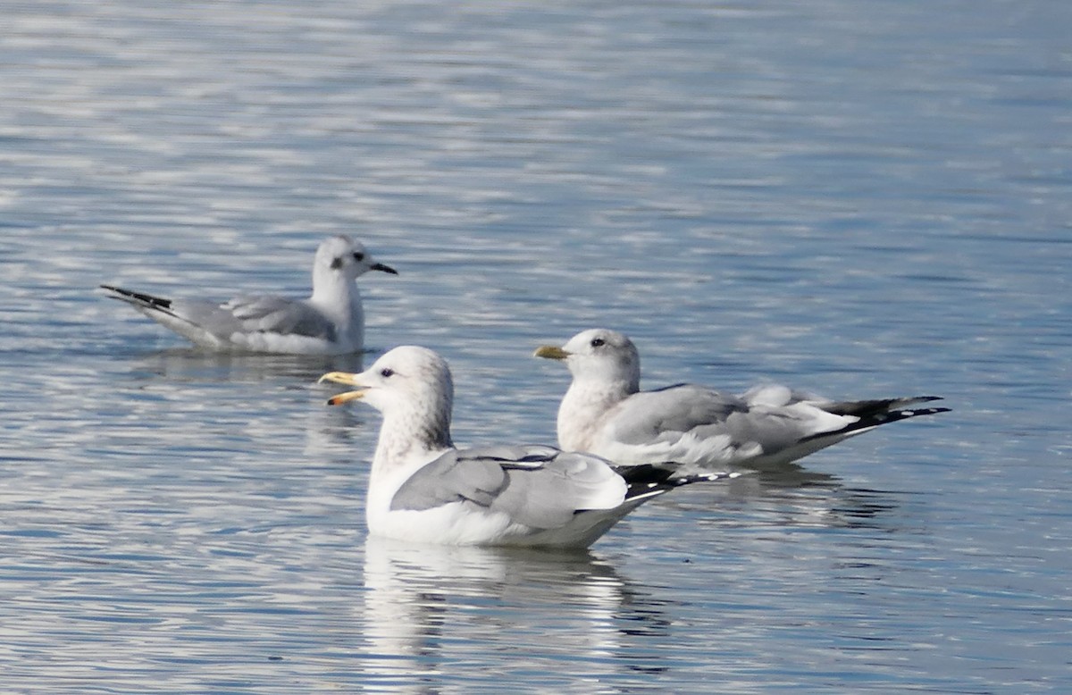 Калифорнийская чайка - ML645583250