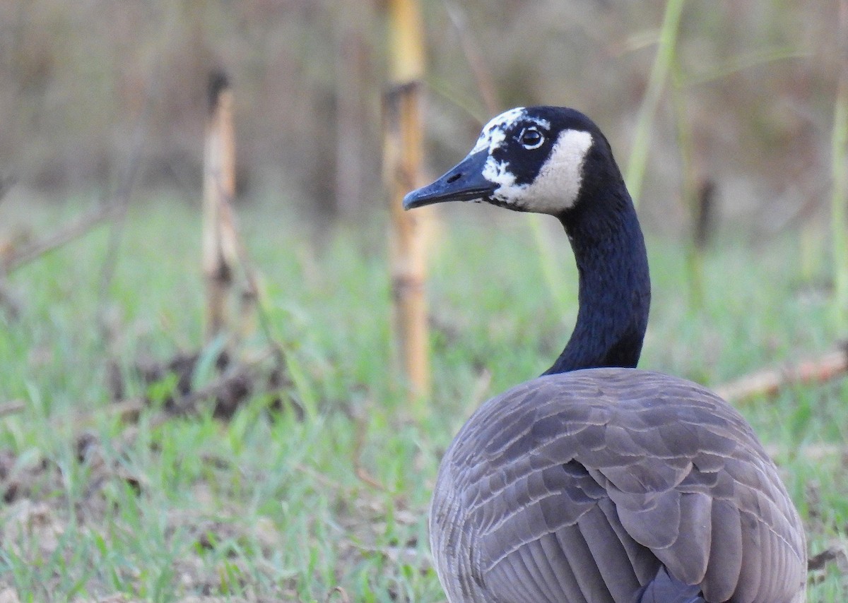 Canada Goose - ML645583258