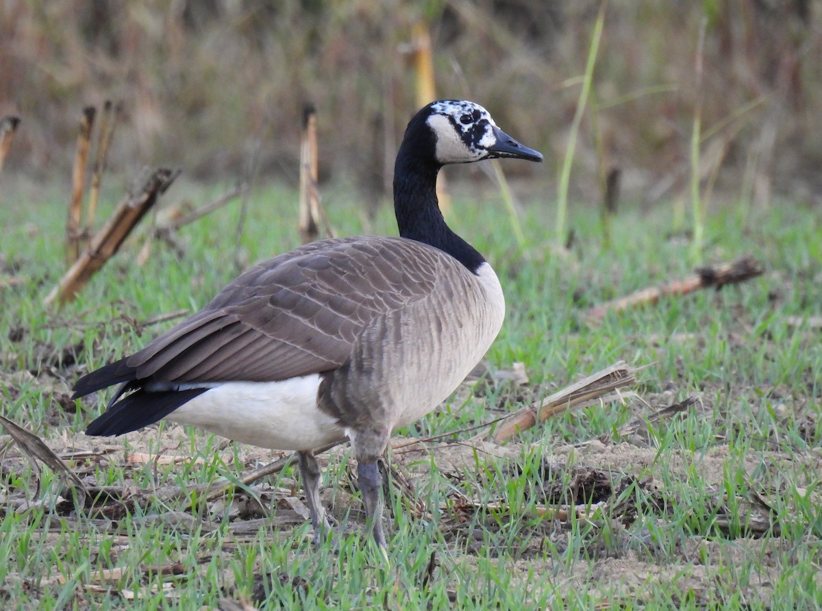 Canada Goose - ML645583259
