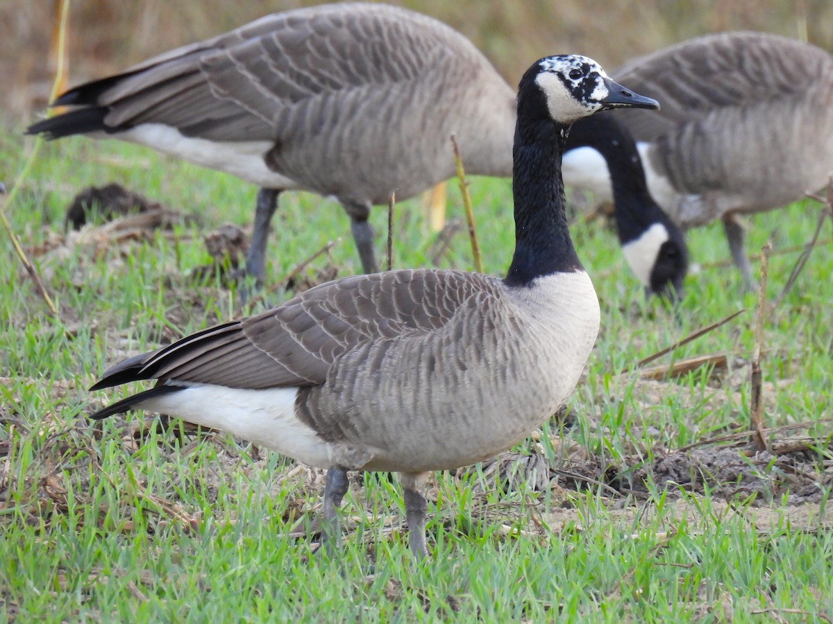 Canada Goose - ML645583260
