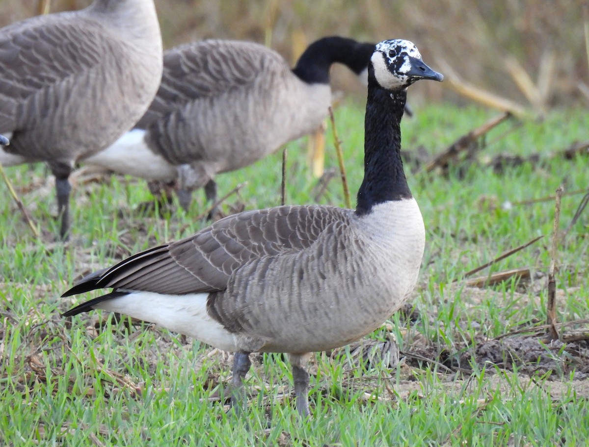 Canada Goose - ML645583261