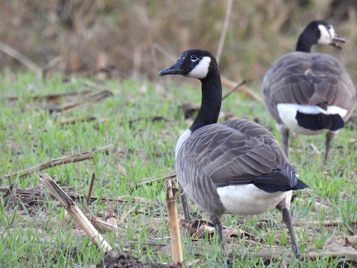 Canada Goose - ML645583262