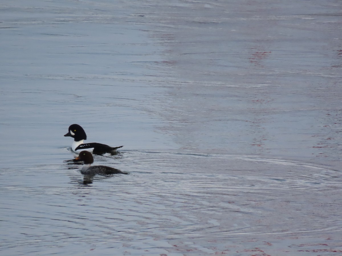 Barrow's Goldeneye - ML645583270