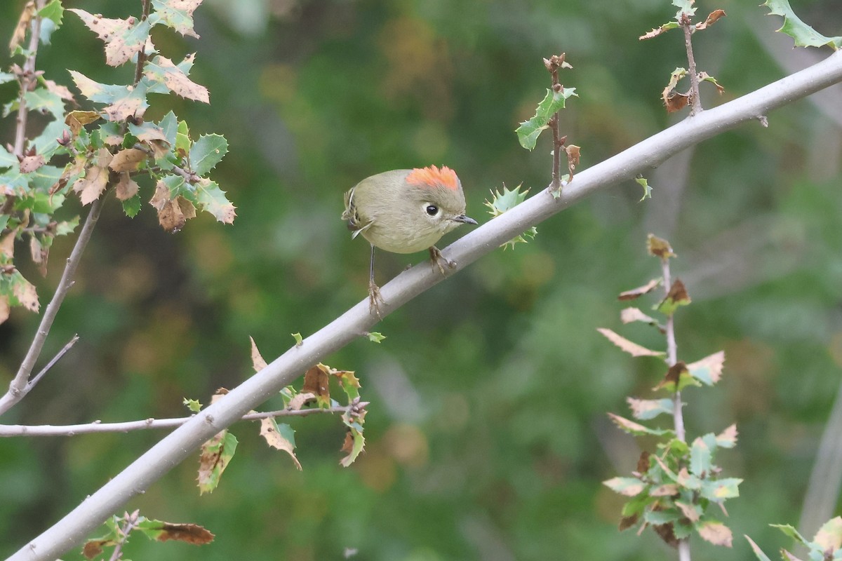 Ruby-crowned Kinglet - ML645583278