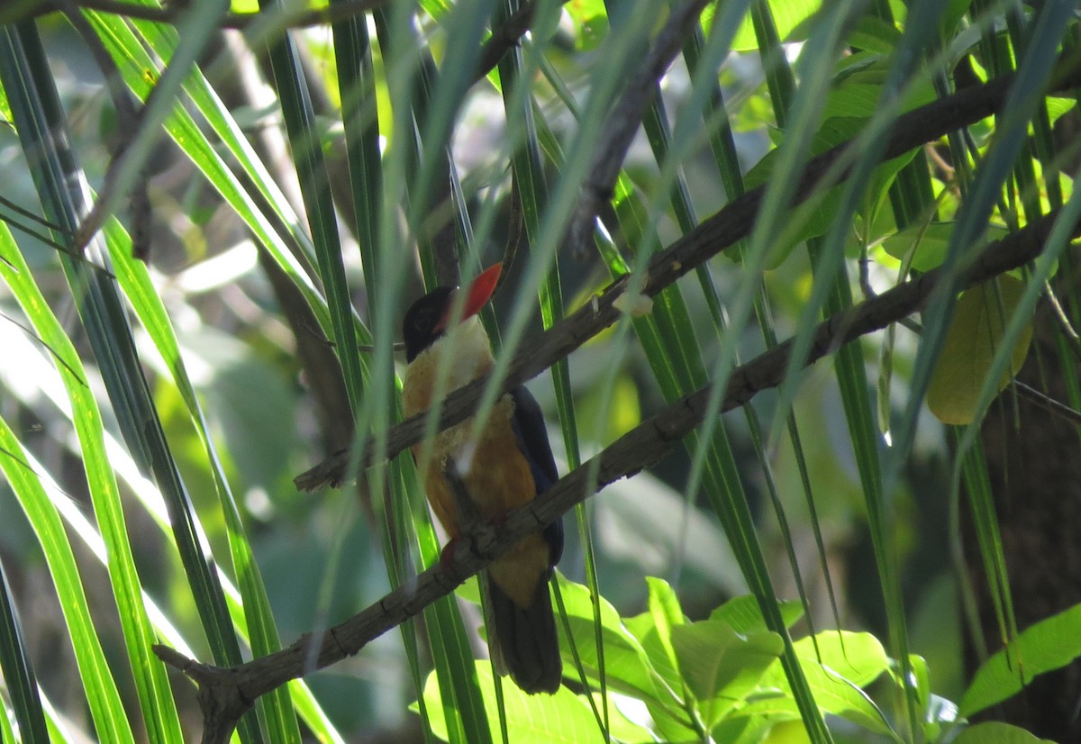 Black-capped Kingfisher - ML645583282
