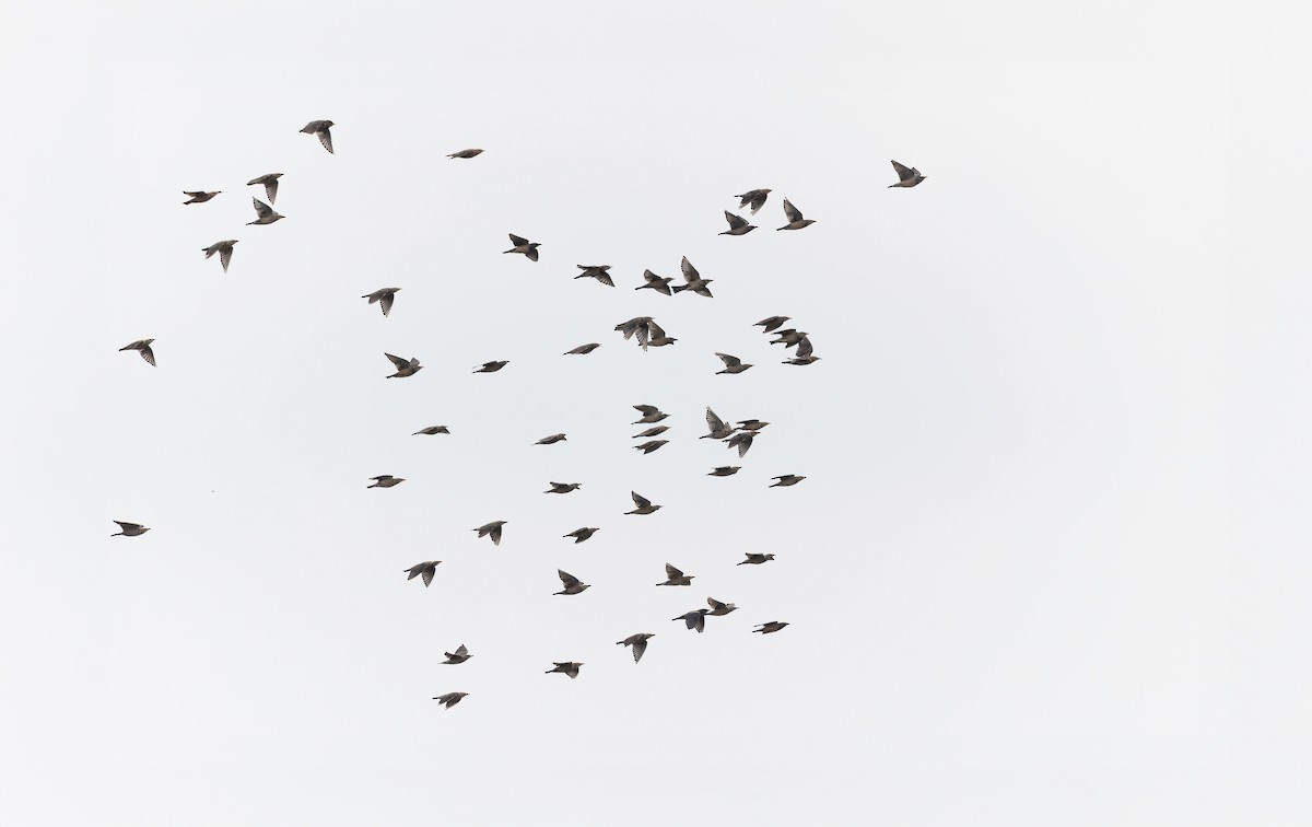 Rosy Starling - ML645583286