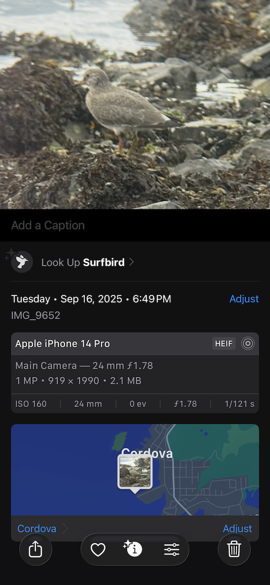 Surfbird - ML645583301