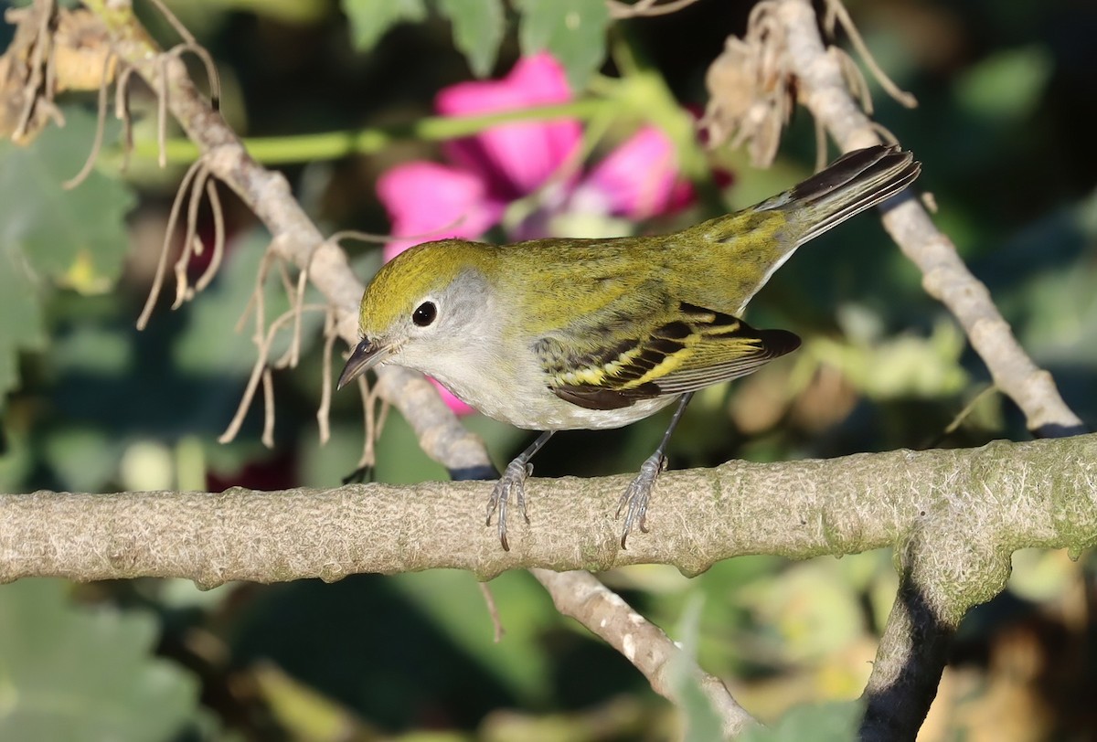 lesňáček rezavoboký - ML645583304