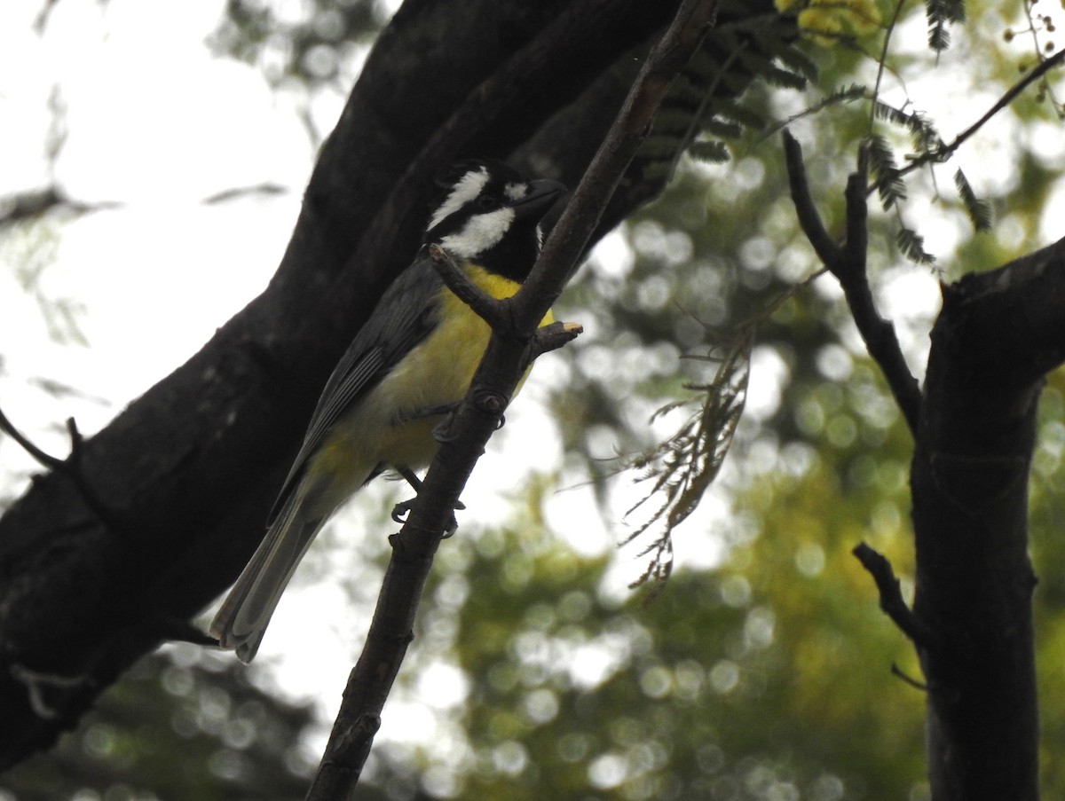 Eastern Shrike-tit - ML645583313