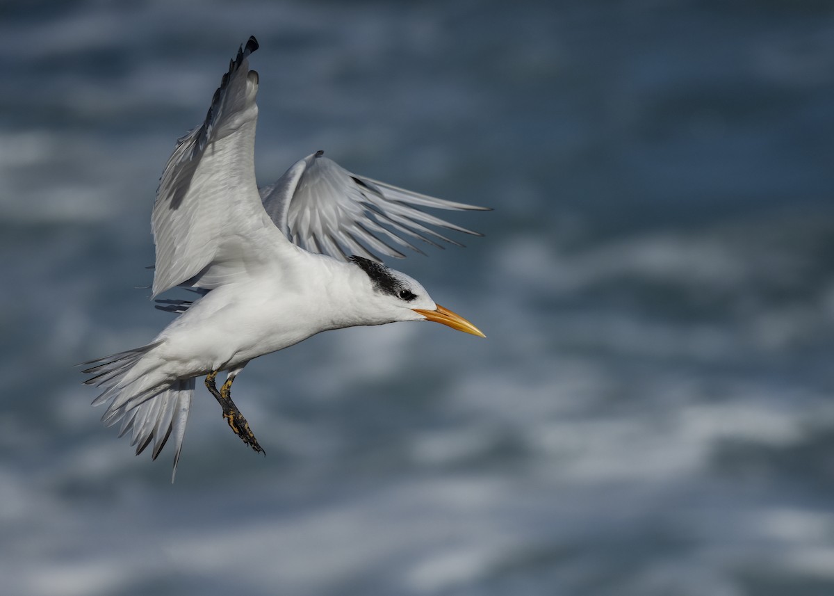 Txenada handi amerikarra - ML645583328