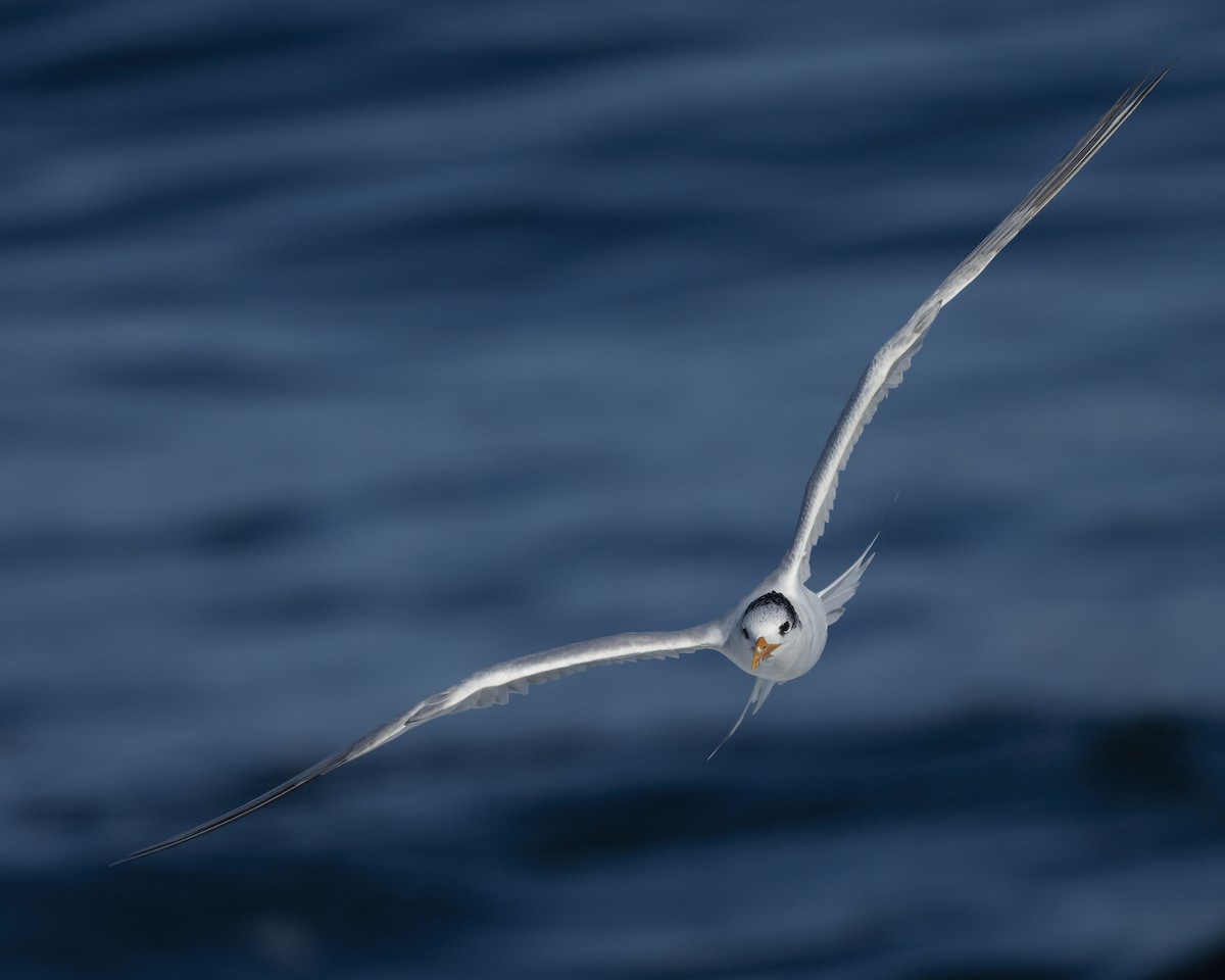 Txenada handi amerikarra - ML645583329